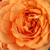Oranžna - Vrtnice Floribunda - Bentheimer Gold ®